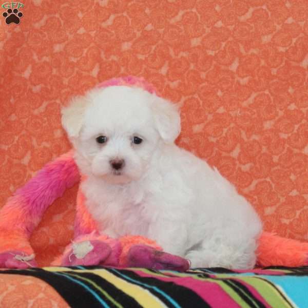 Alice, Maltipoo Puppy